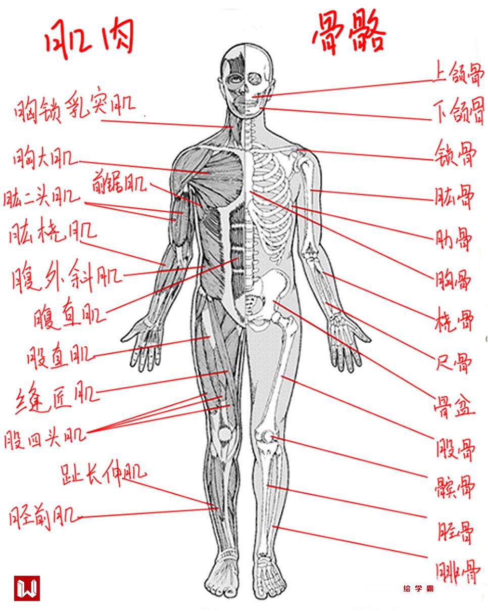 人体骨骼与肌肉结构以头长为测量单位,成人身高一般在7