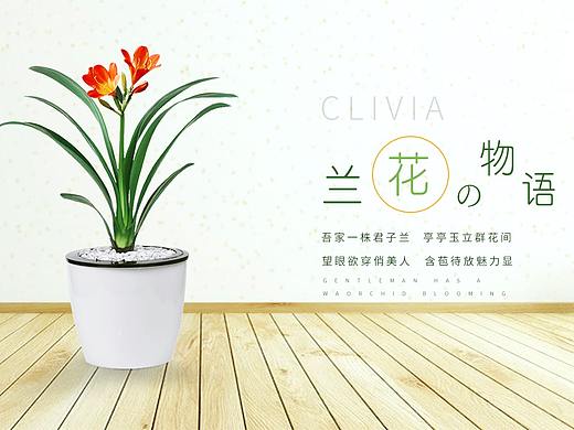 君子兰绿植盆栽详情图