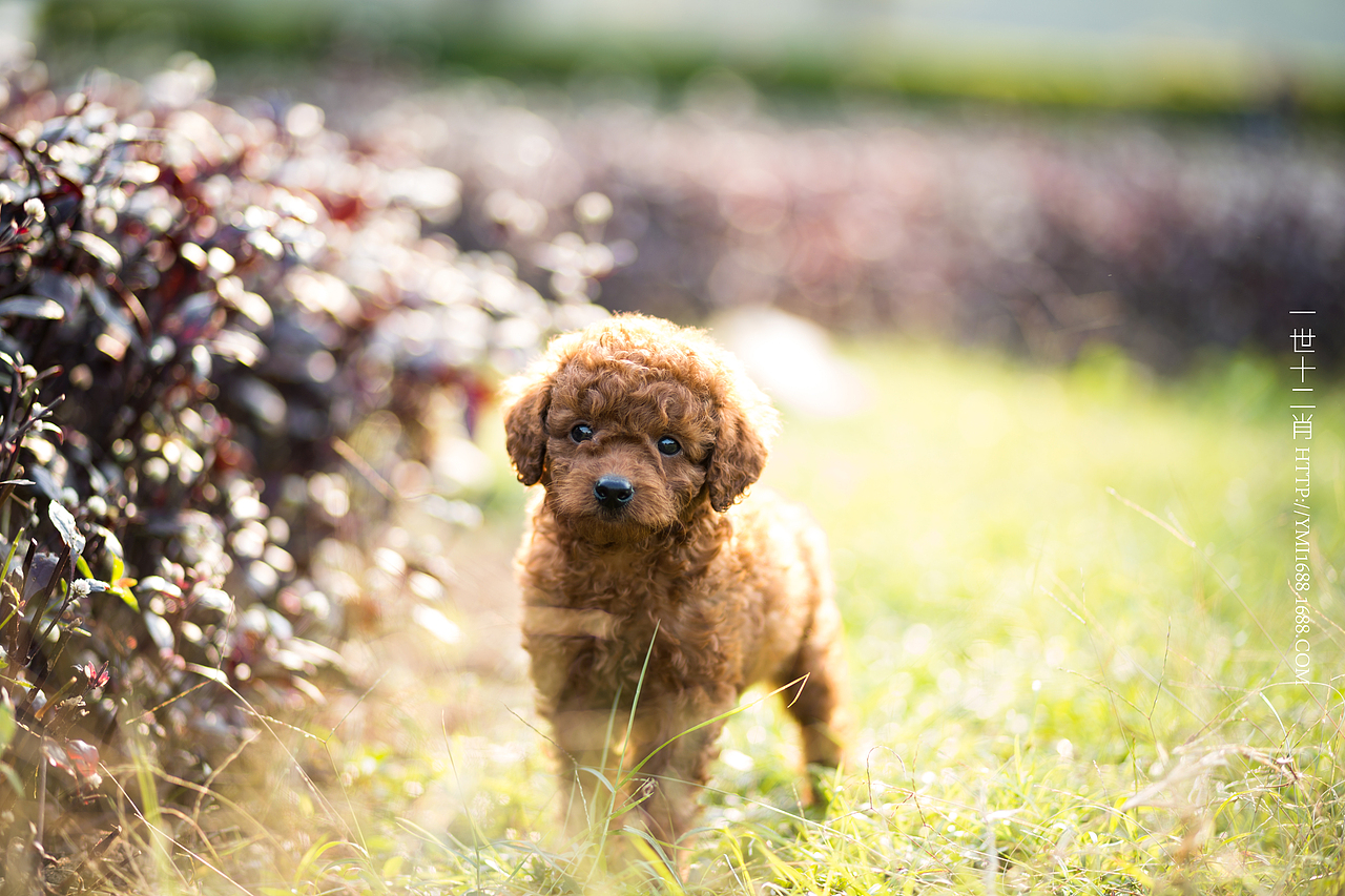 公园随拍（图ZMzkzMTU1Mjg=） - 宠物摄影 - 站酷设计师战斗羊坨原创素材 - 站酷ZCOOL