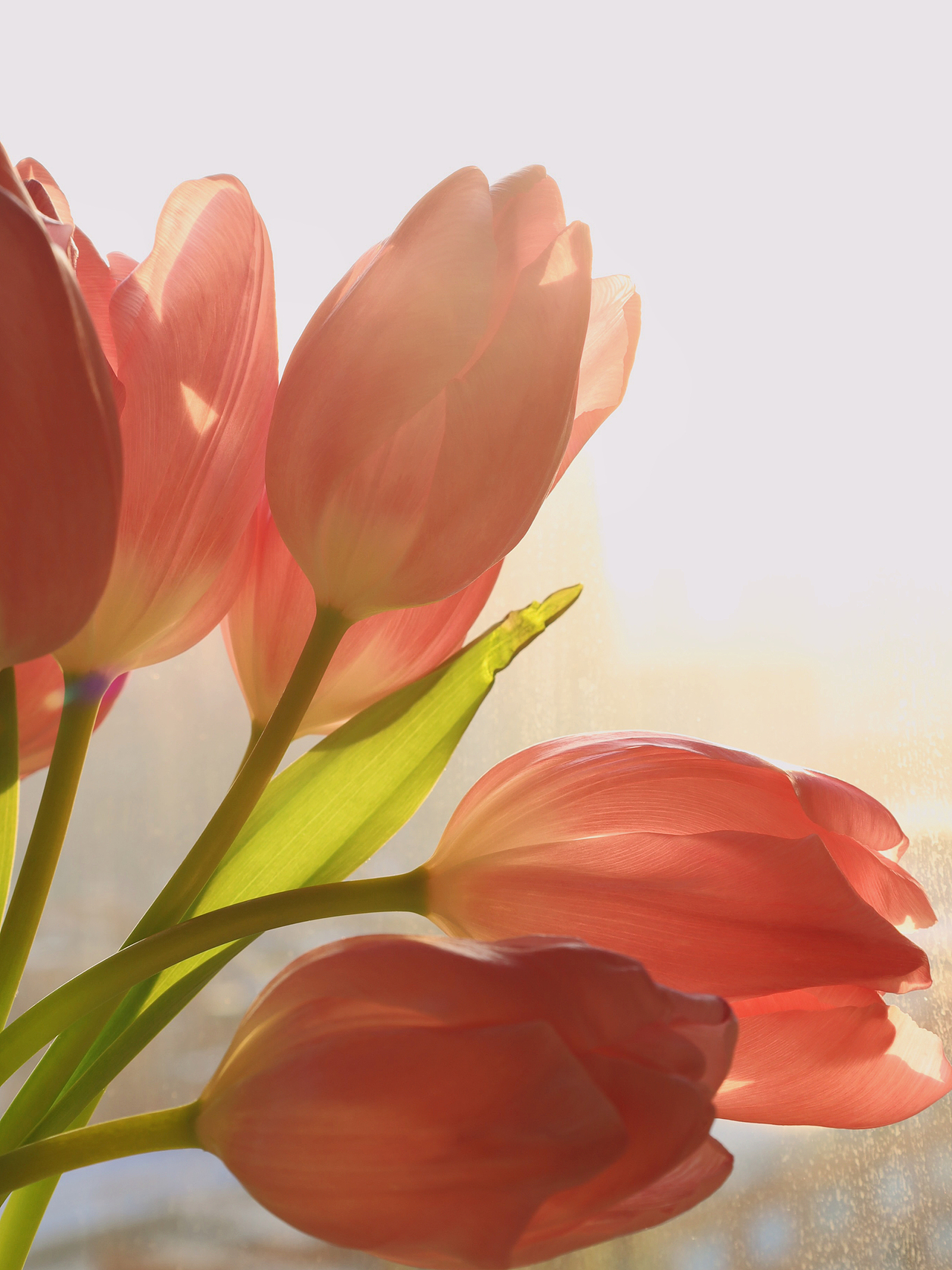 2023居家鲜花拍摄~01郁金香