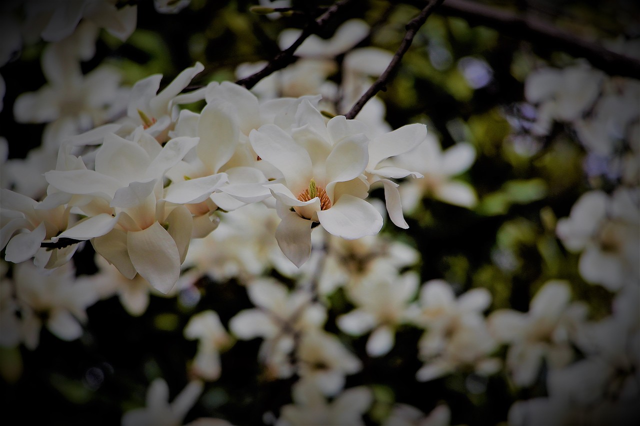 猫咖（图ZMTYyNjQ1Njgw） - 宠物摄影 - 站酷设计师白色的星期六原创素材 - 站酷ZCOOL