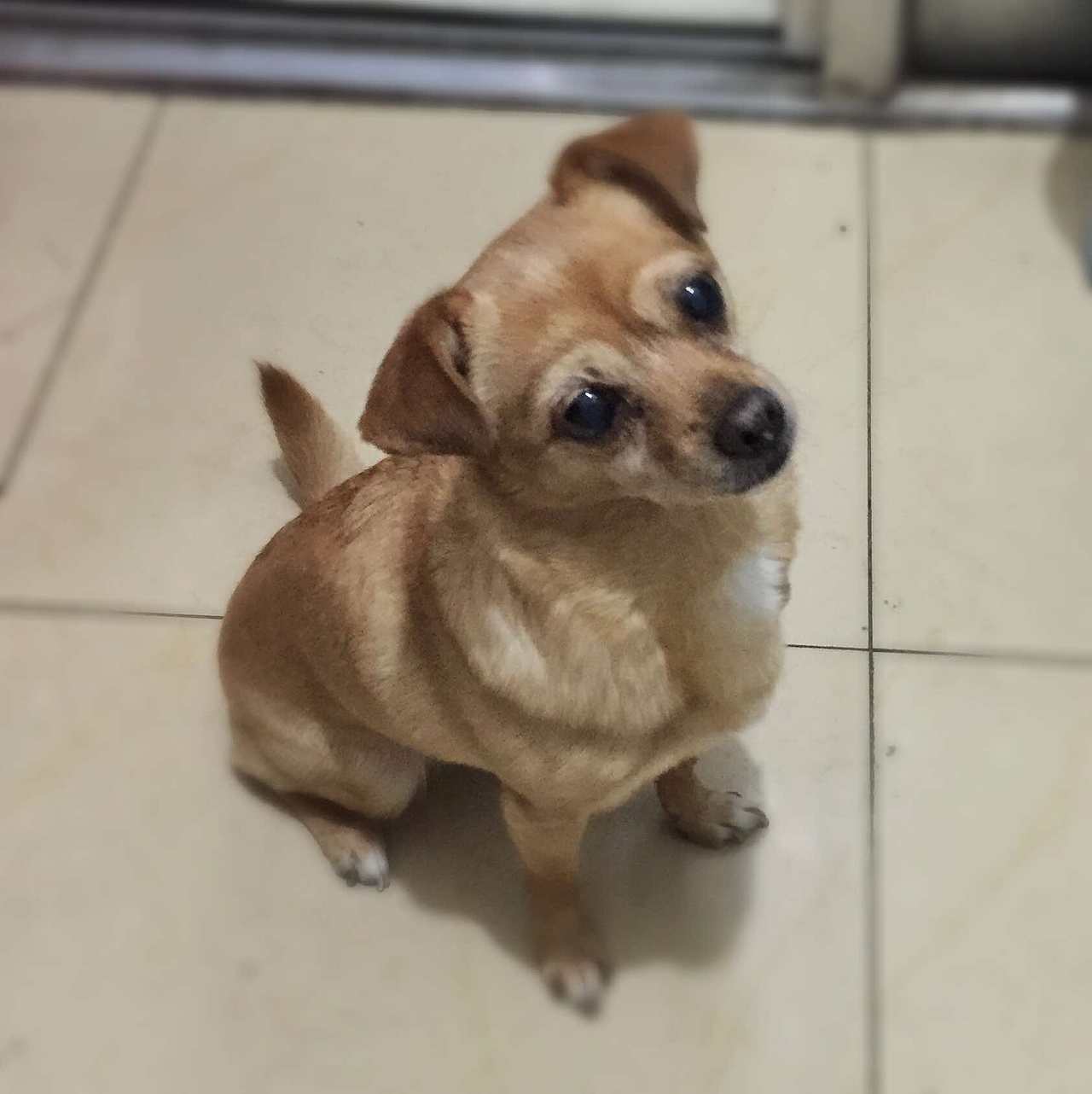 炫狗狂魔（图ZMTA1MDQ3Njk2） - 宠物摄影 - 站酷设计师NeverF原创素材 - 站酷ZCOOL