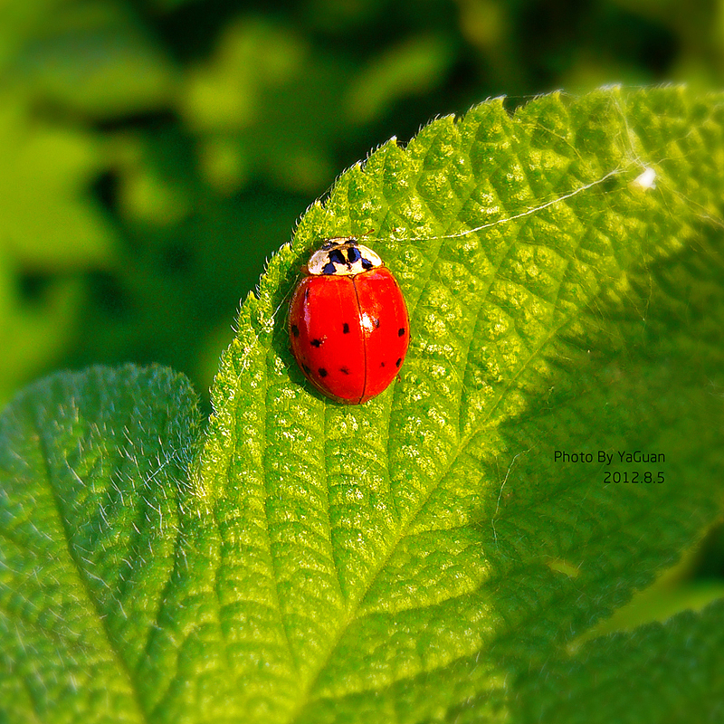 【手机拍摄习作】