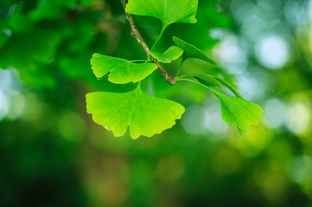 夏日简影（图ZMjE4OTMzNTA4） - 风光摄影 - 站酷设计师ouou欧原创素材 - 站酷ZCOOL