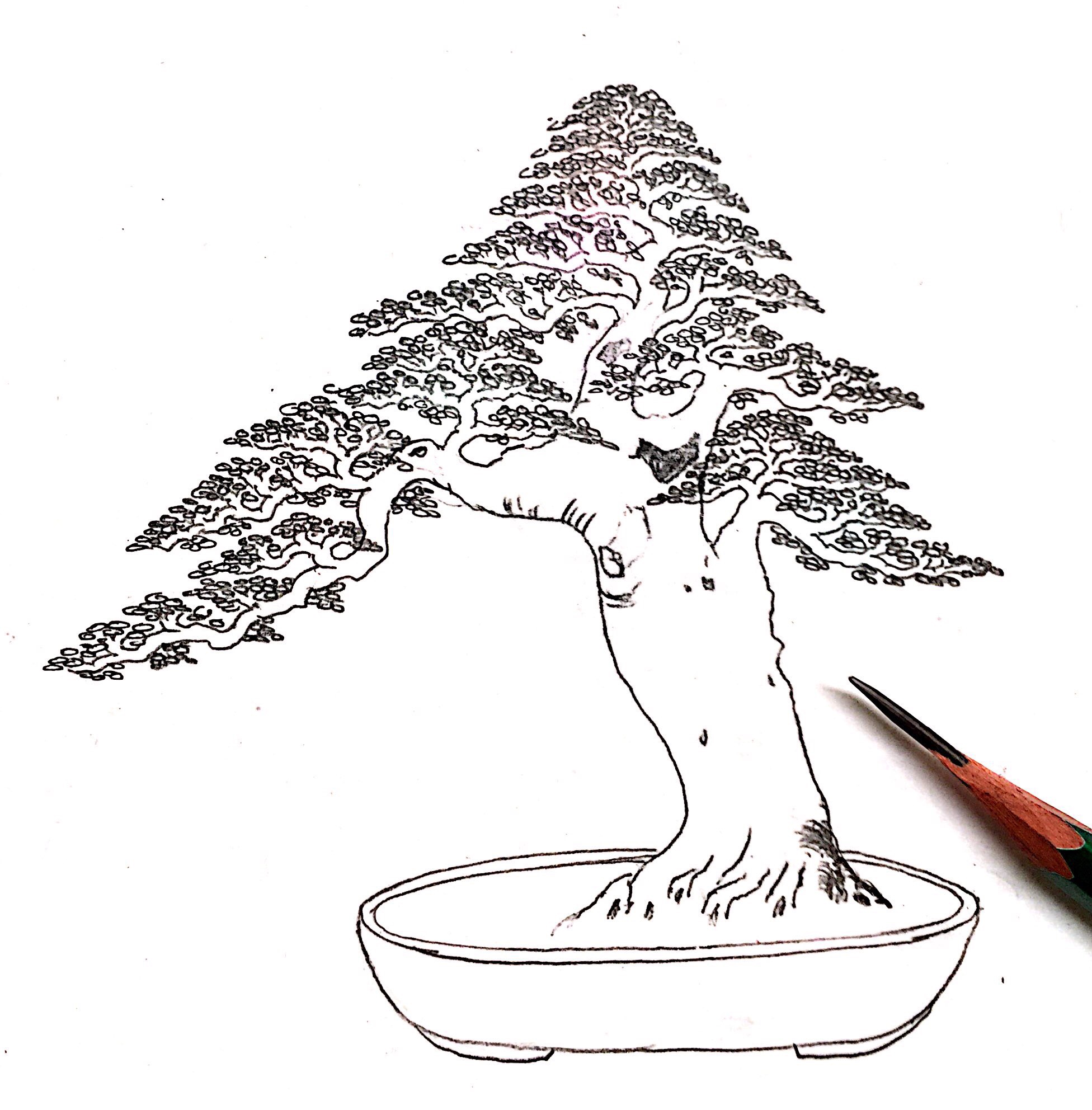 榆树简笔画简单图片