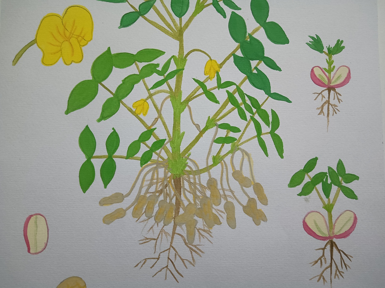 植物生长（花生）（图ZMjU5ODU5MzM2） - 创作习作 - 站酷设计师深海珍珠原创素材 - 站酷ZCOOL