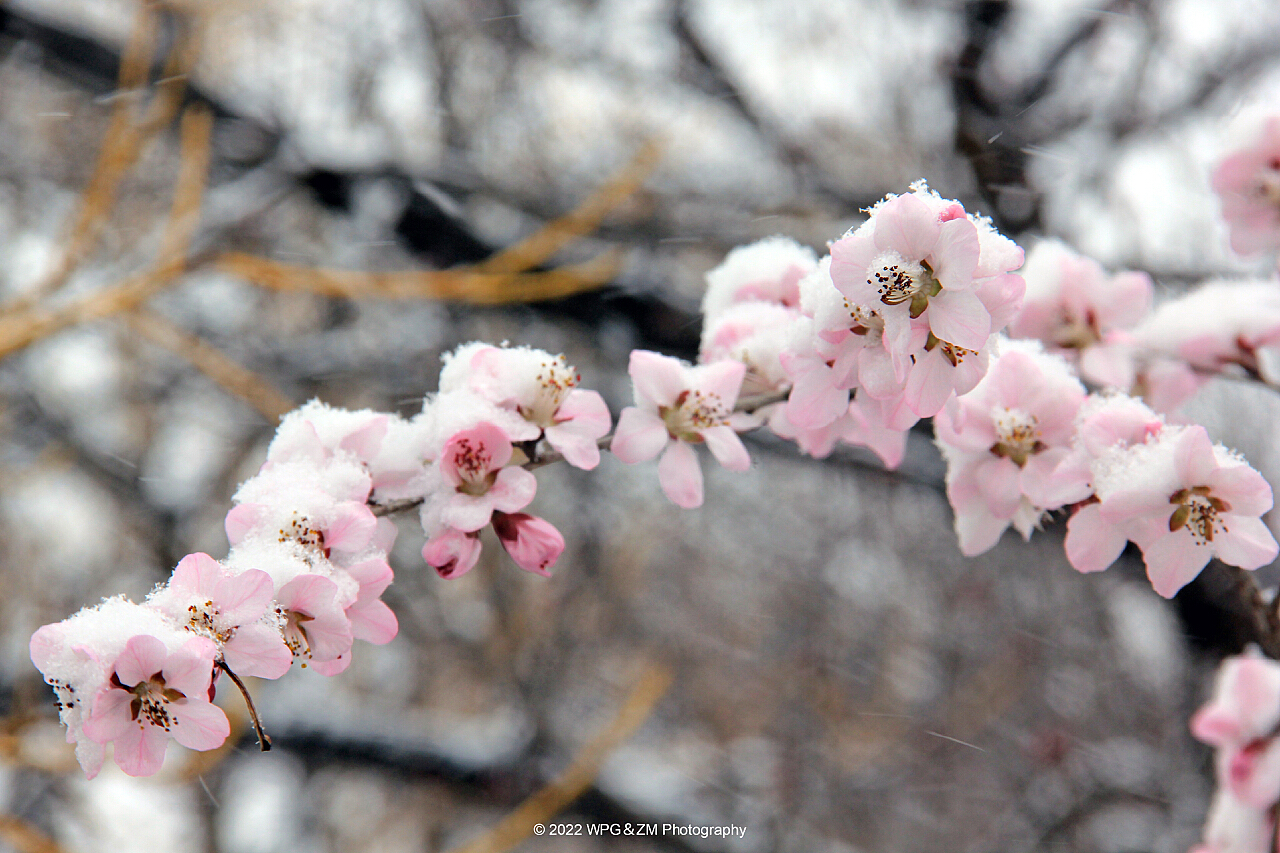 雪中的桃花图片素材-编号08701866-图行天下