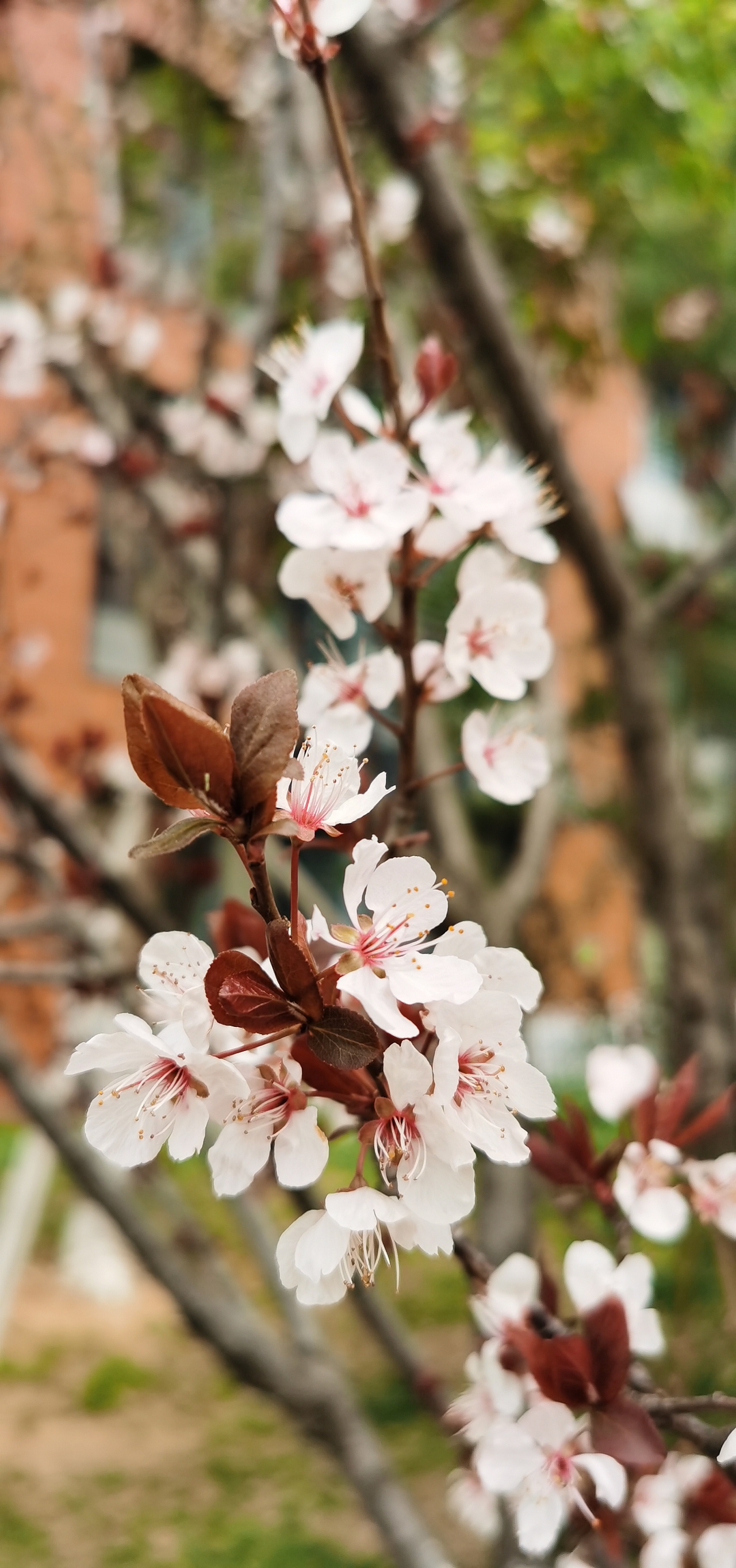 杏花春开欲满城