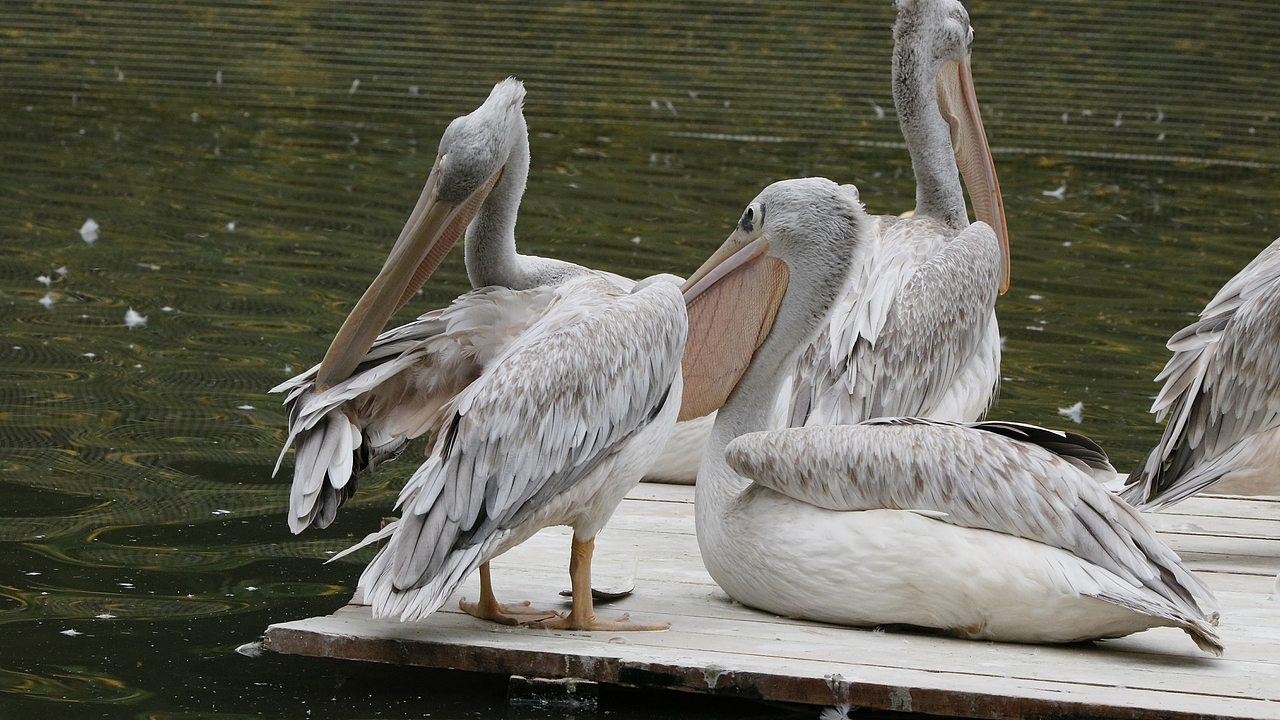 长隆飞鸟乐园-动物趣闻（图ZMjQ5NTU5NjQw） - 其他摄影 - 站酷设计师飞天猪猫原创素材 - 站酷ZCOOL
