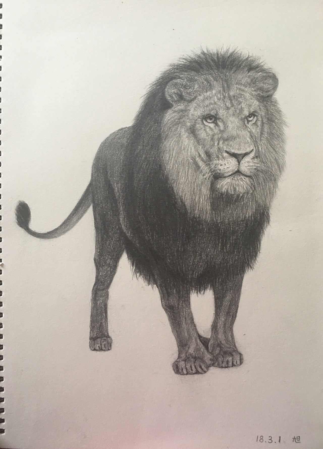 狮子全身素描画图片