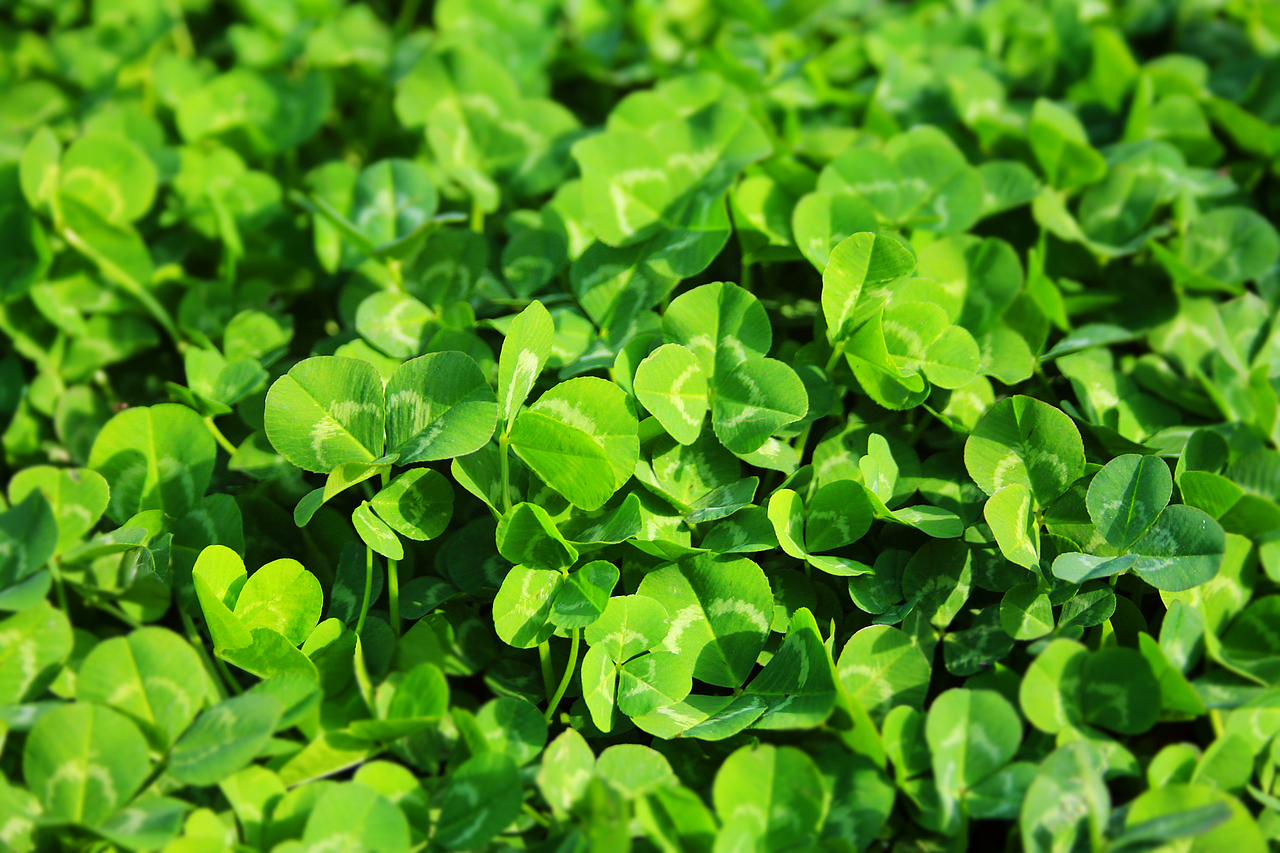 踏青（图ZODkxMDQ3Mg==） - 风光摄影 - 站酷设计师言不甩原创素材 - 站酷ZCOOL