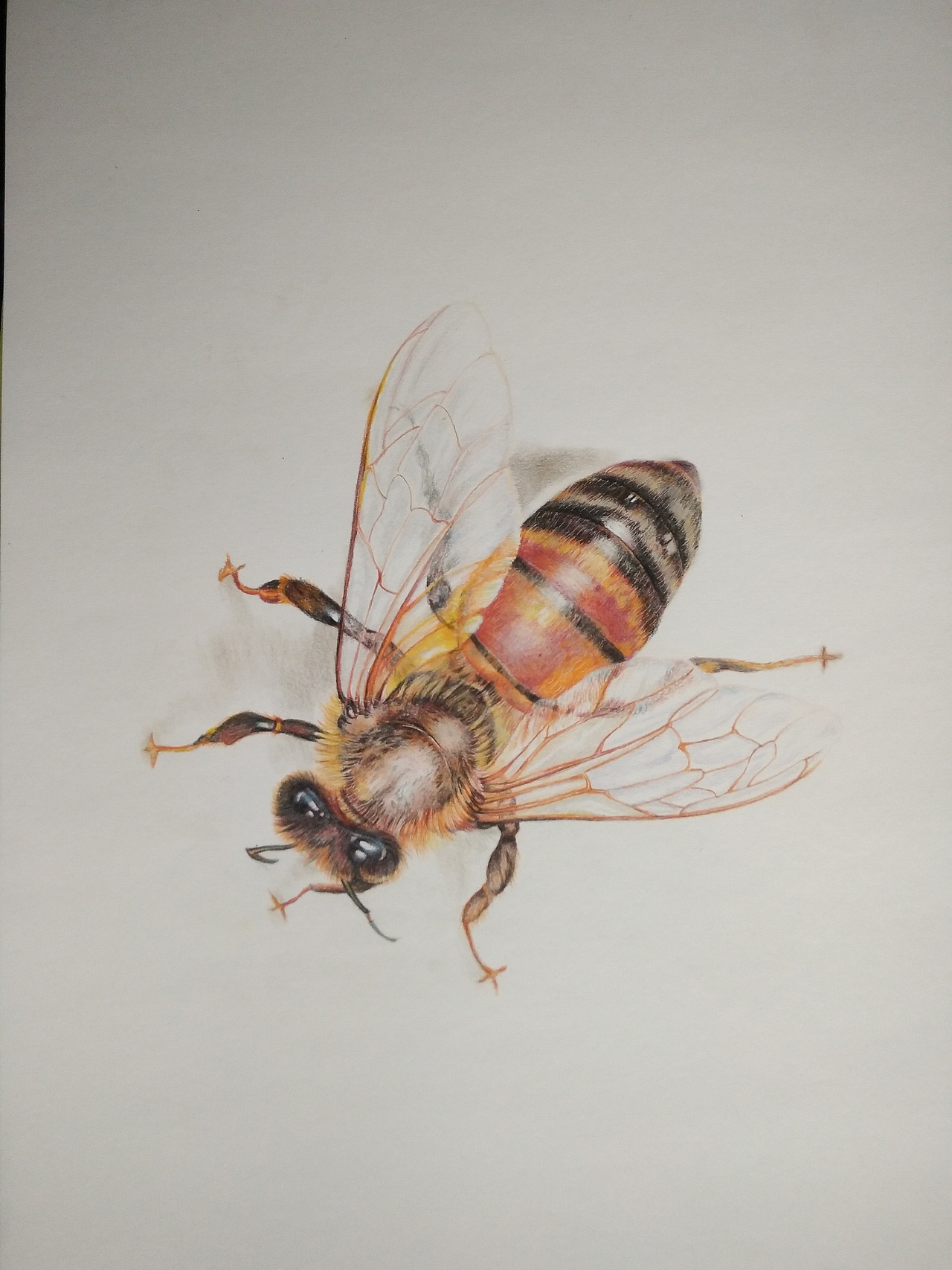 小蜜蜂|纯艺术|绘画|江书灵_原创作品-站酷zcool