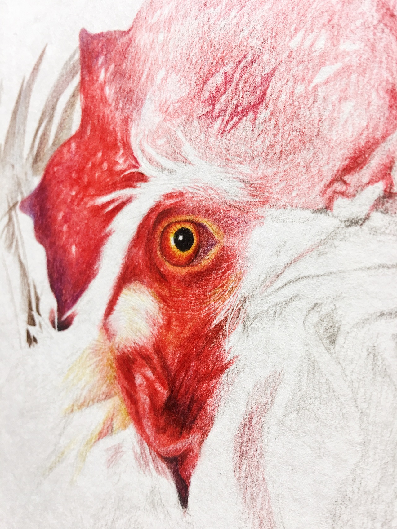 彩铅手绘公鸡（图ZMTIzMDIzMjYw） - 绘画 - 站酷设计师HENRY凡原创素材 - 站酷ZCOOL