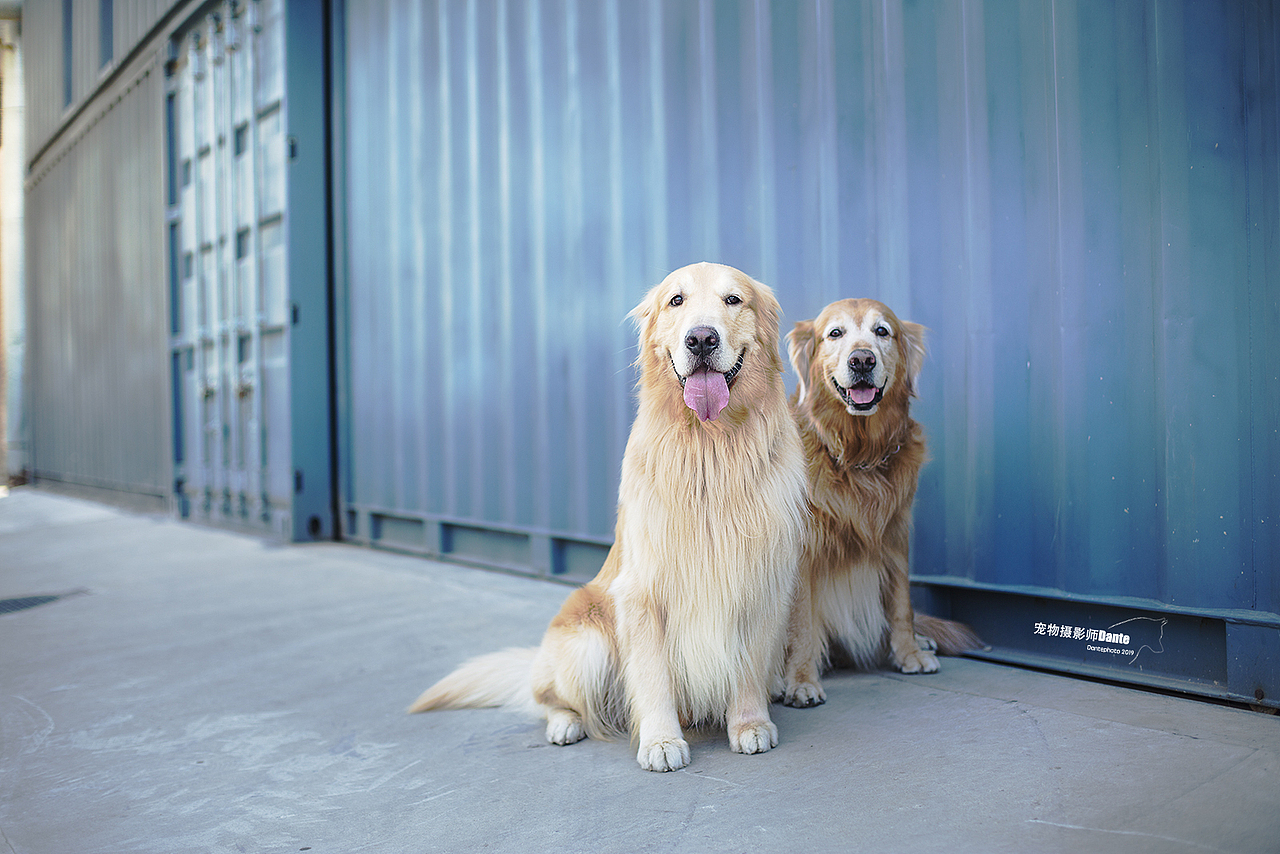 宠物摄影师dante