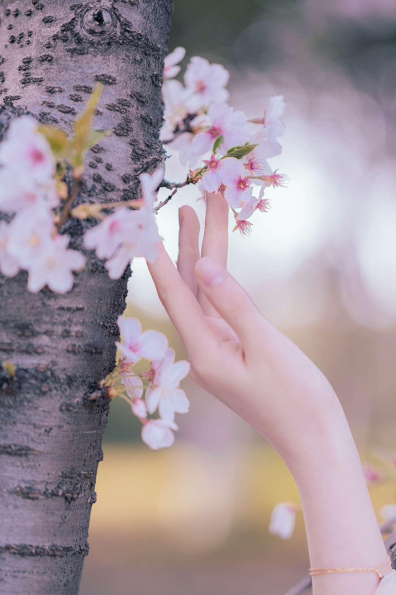 樱花落（图ZMjA0MzMxNzA0） - 人像摄影 - 站酷设计师拍照的青山原创素材 - 站酷ZCOOL