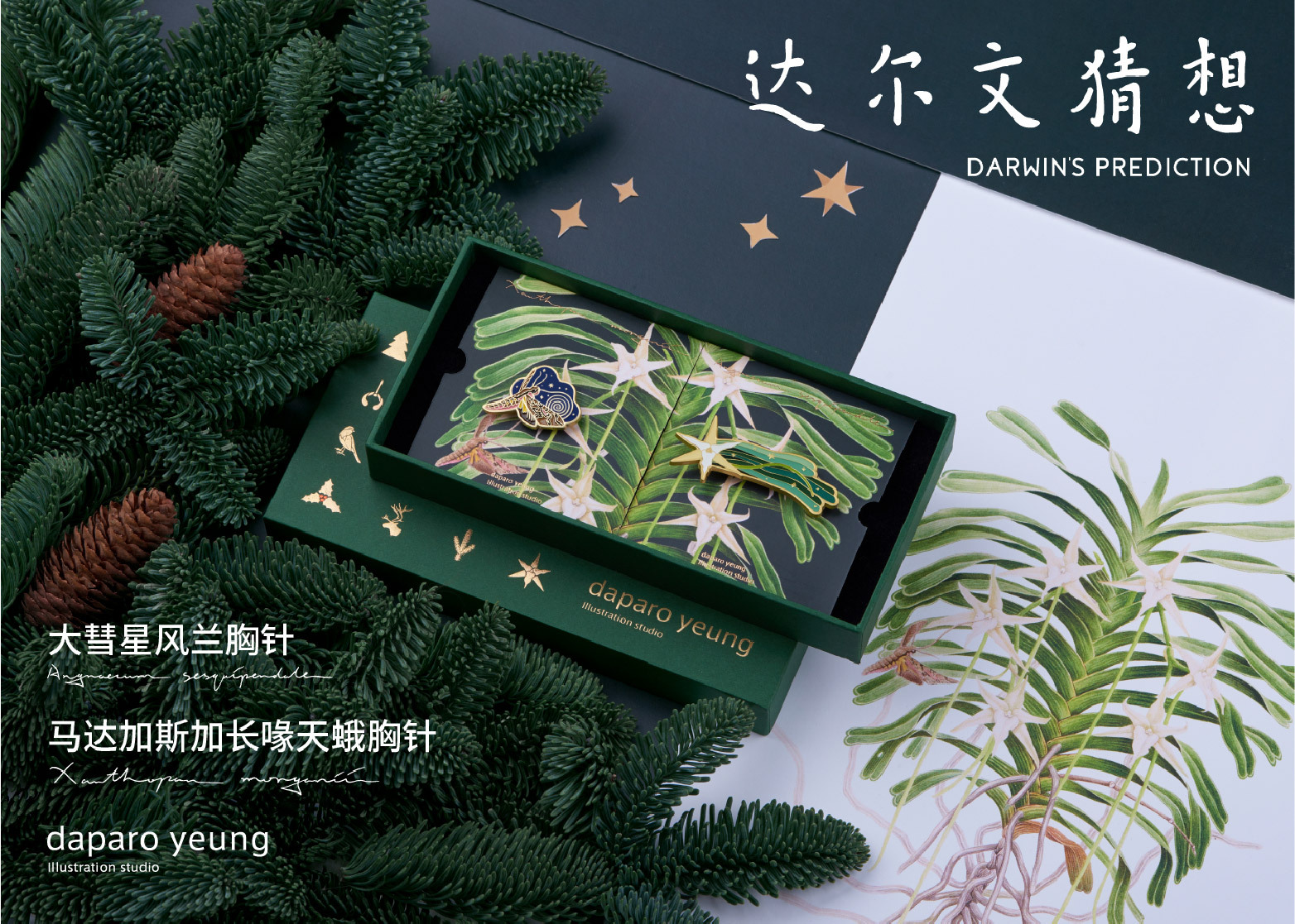 「daparo yeung」大彗星风兰,长喙天蛾胸针设计