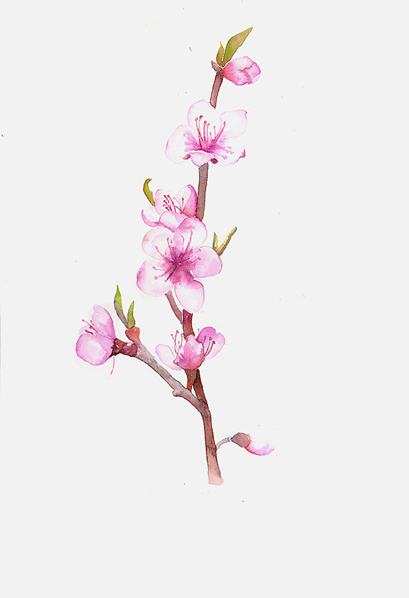 桃花水粉画画法图片