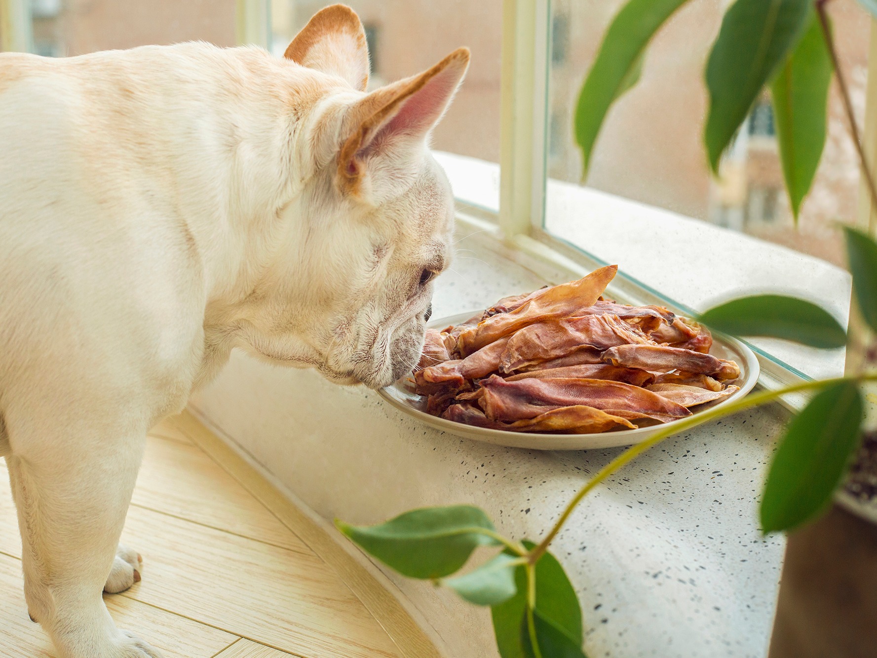 狗狗营养餐怎么做_狗狗营养餐的做法_豆果美食