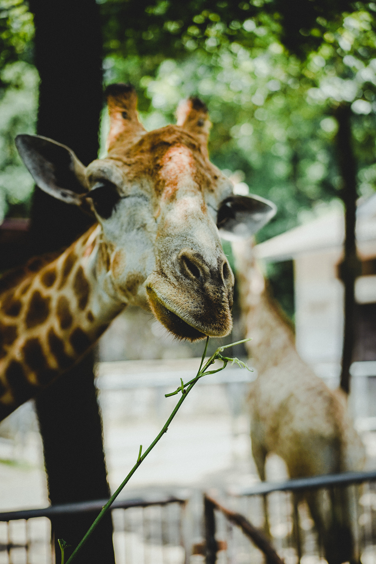 动物园的长颈鹿