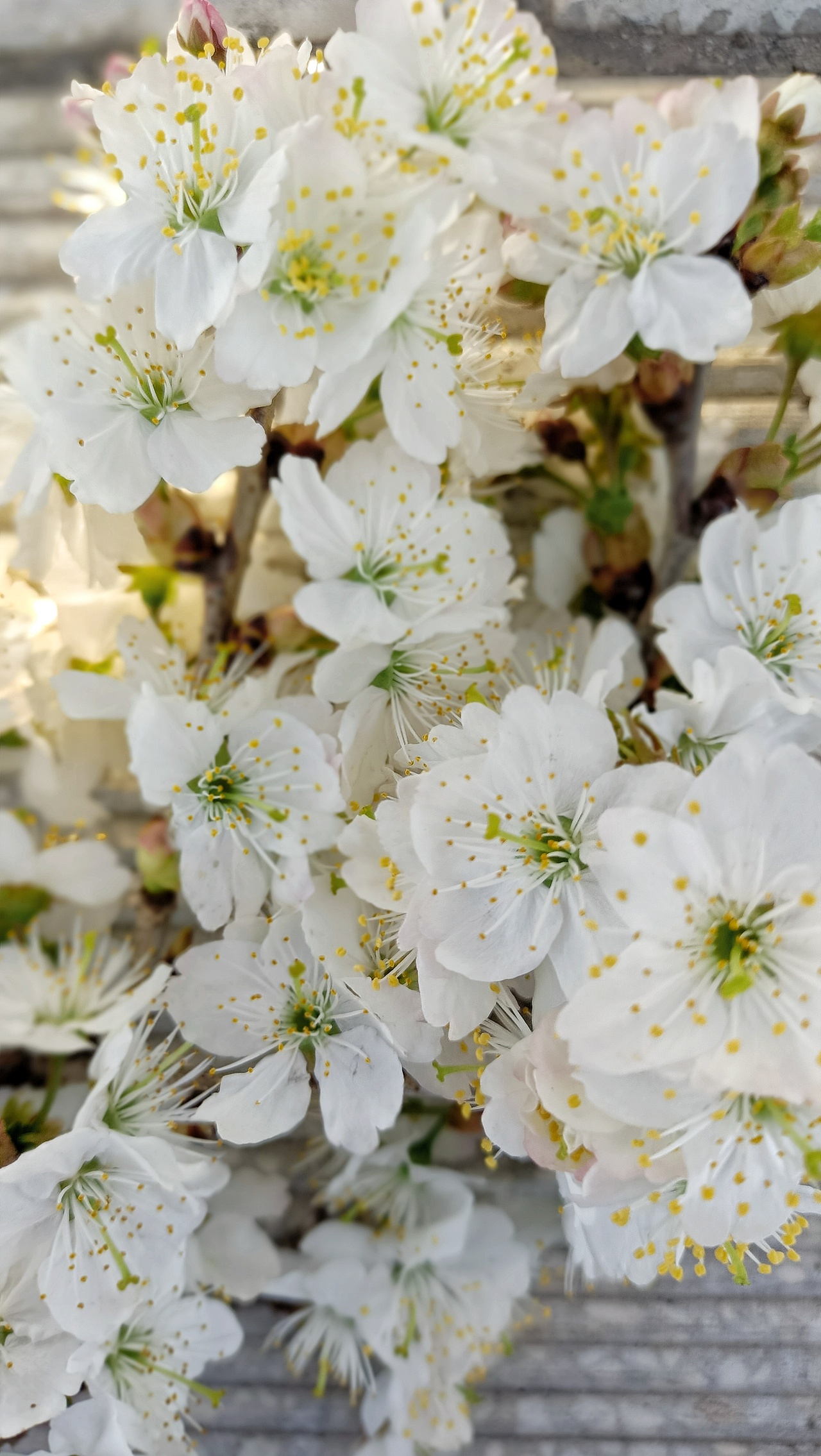 梨花|摄影|风光摄影|小小新月_原创作品-站酷(zcool)