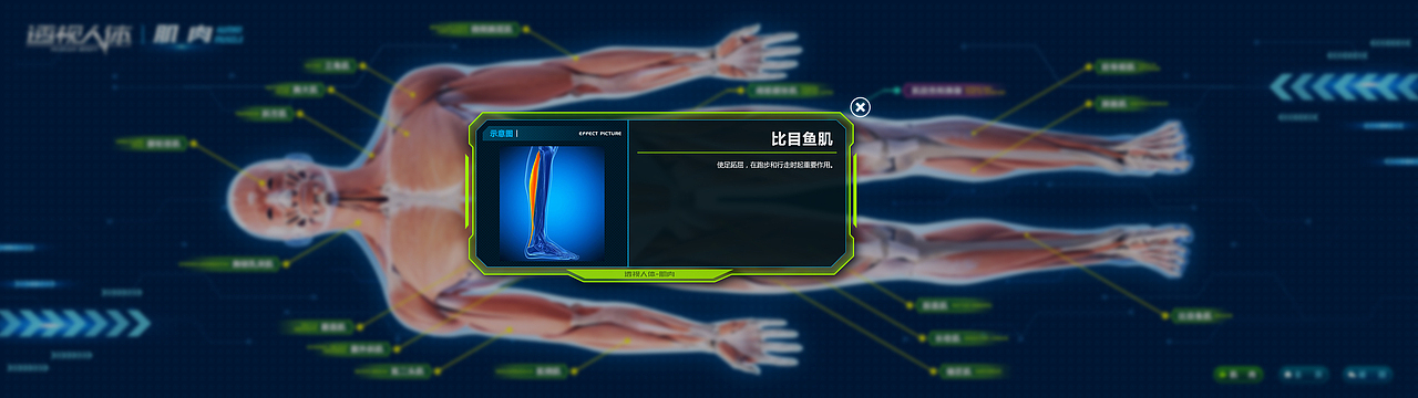 科技馆多媒体触摸屏-透视人体