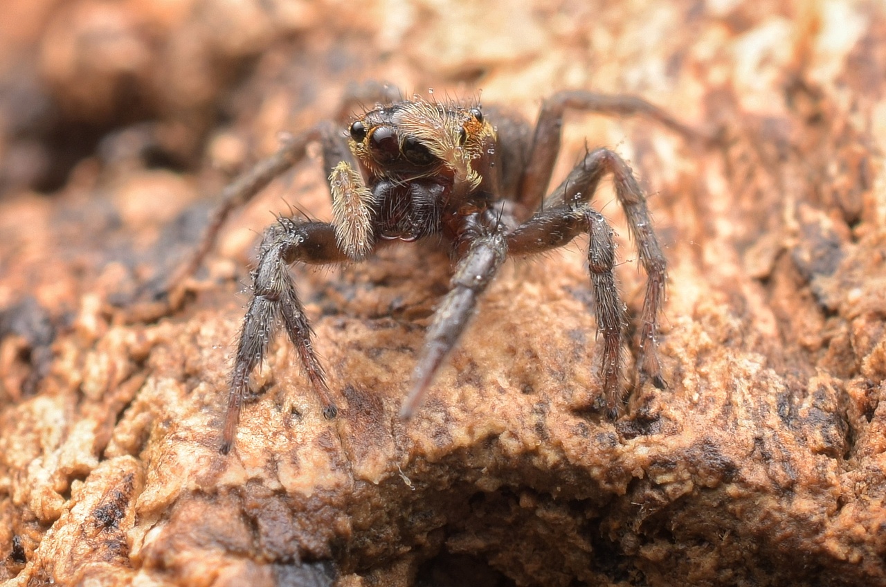 小跳蛛花蛤沙蛛