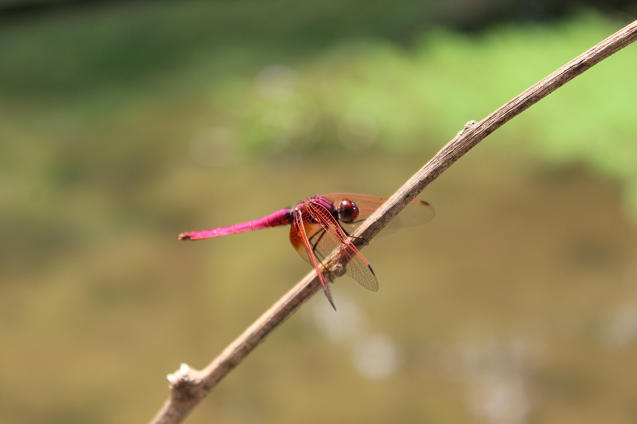 用一颗小树枝钓到的蜻蜓