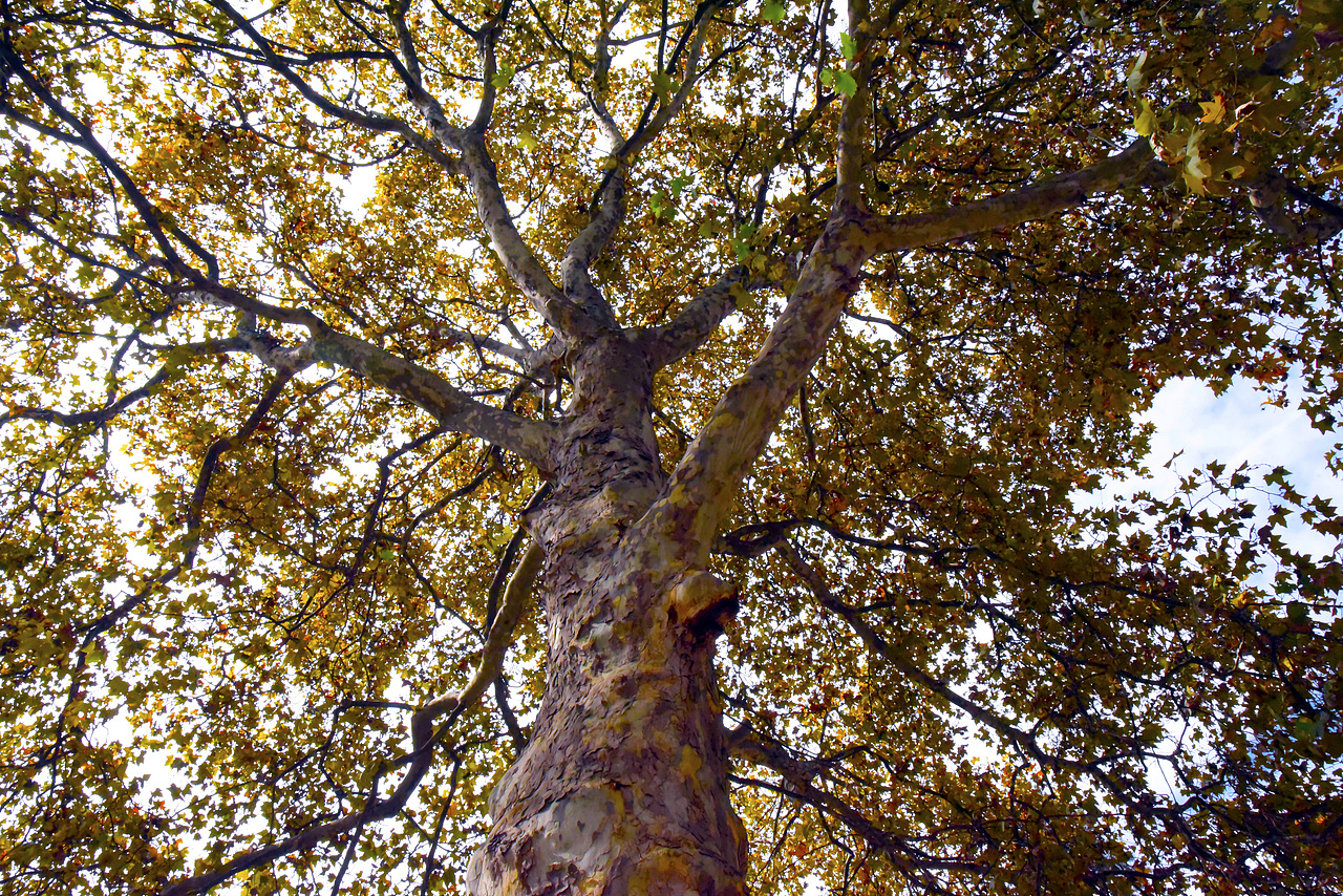 秋末?。▓DZOTU4NjgyODQ=） - 人文/紀實攝影 - 站酷設(shè)計師巴一原創(chuàng)素材 - 站酷ZCOOL