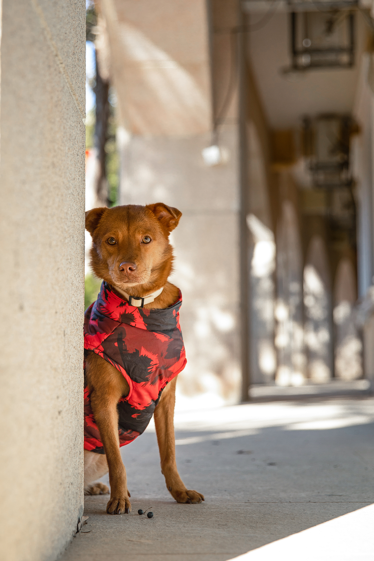 宠物摄影/宠物旅拍