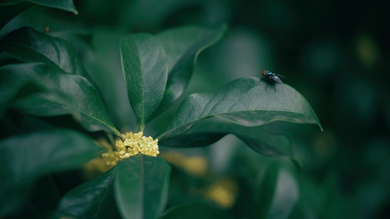 捻一粒桂花泡茶（图ZMjI2MzgxMTA4） - 风光摄影 - 站酷设计师时光物语原创素材 - 站酷ZCOOL