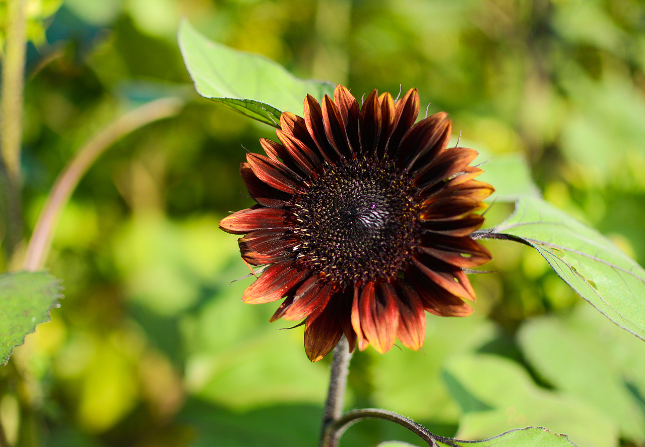向日葵:sunflower:的夏天（图ZMTI5MjgyNTAw） - 风光摄影 - 站酷设计师颜cc原创素材 - 站酷ZCOOL