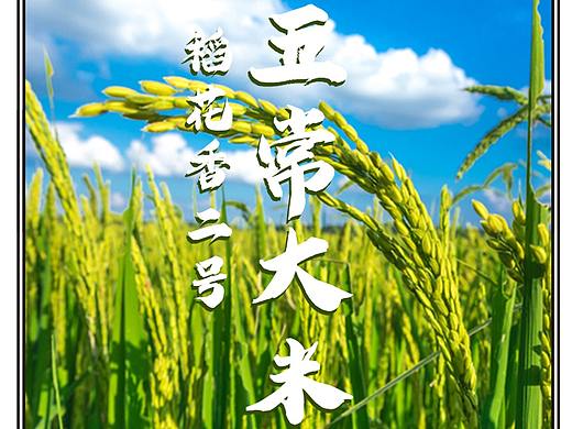大米视觉宣传