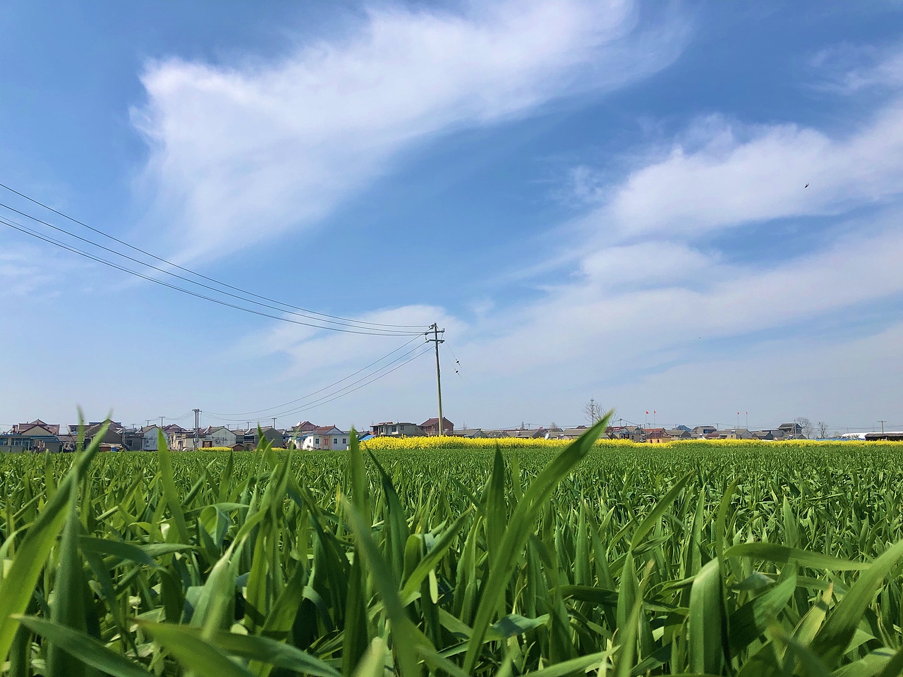 蓝天 白云 绿草 黄花