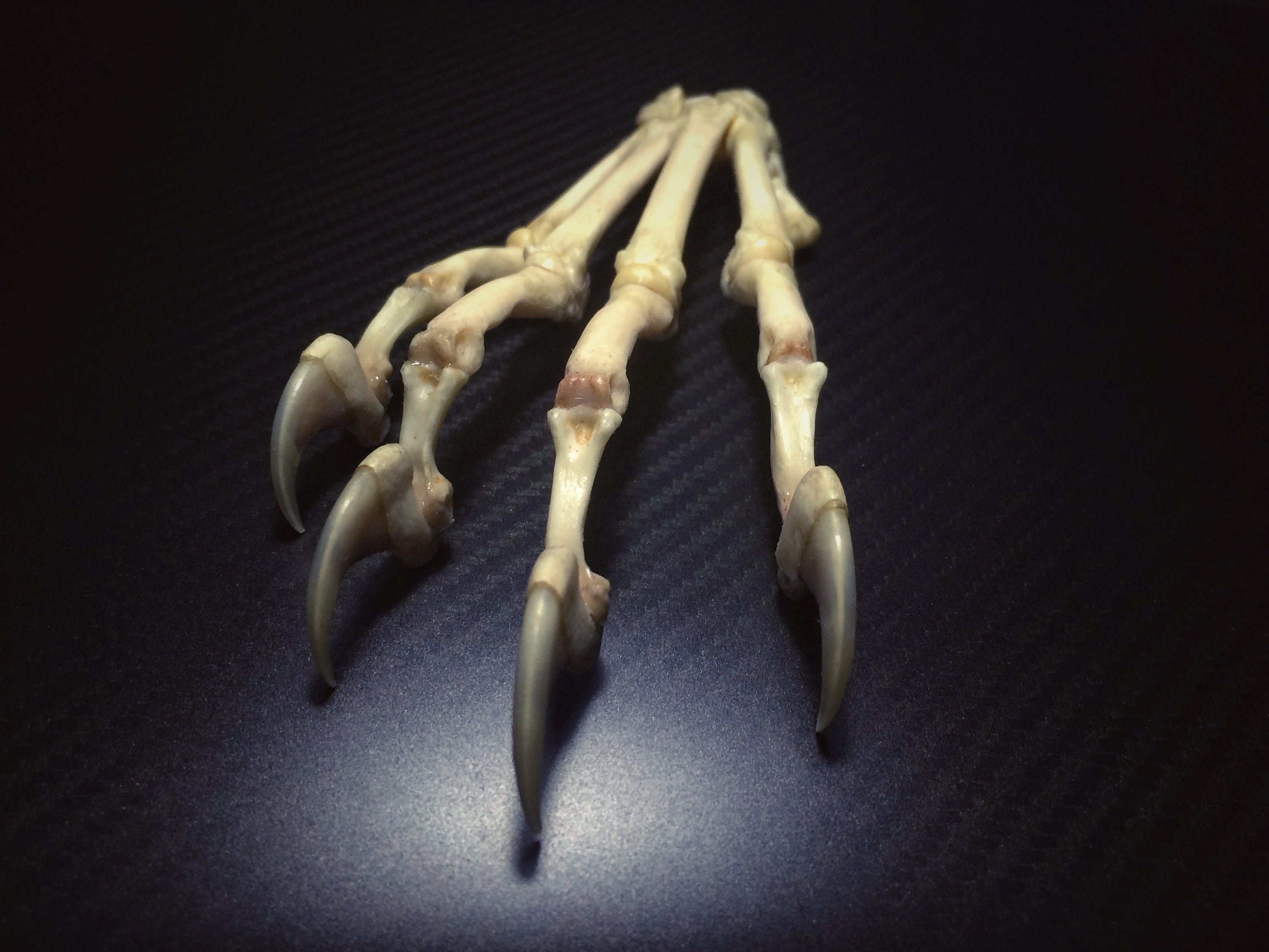 老虎掌骨结构图图片