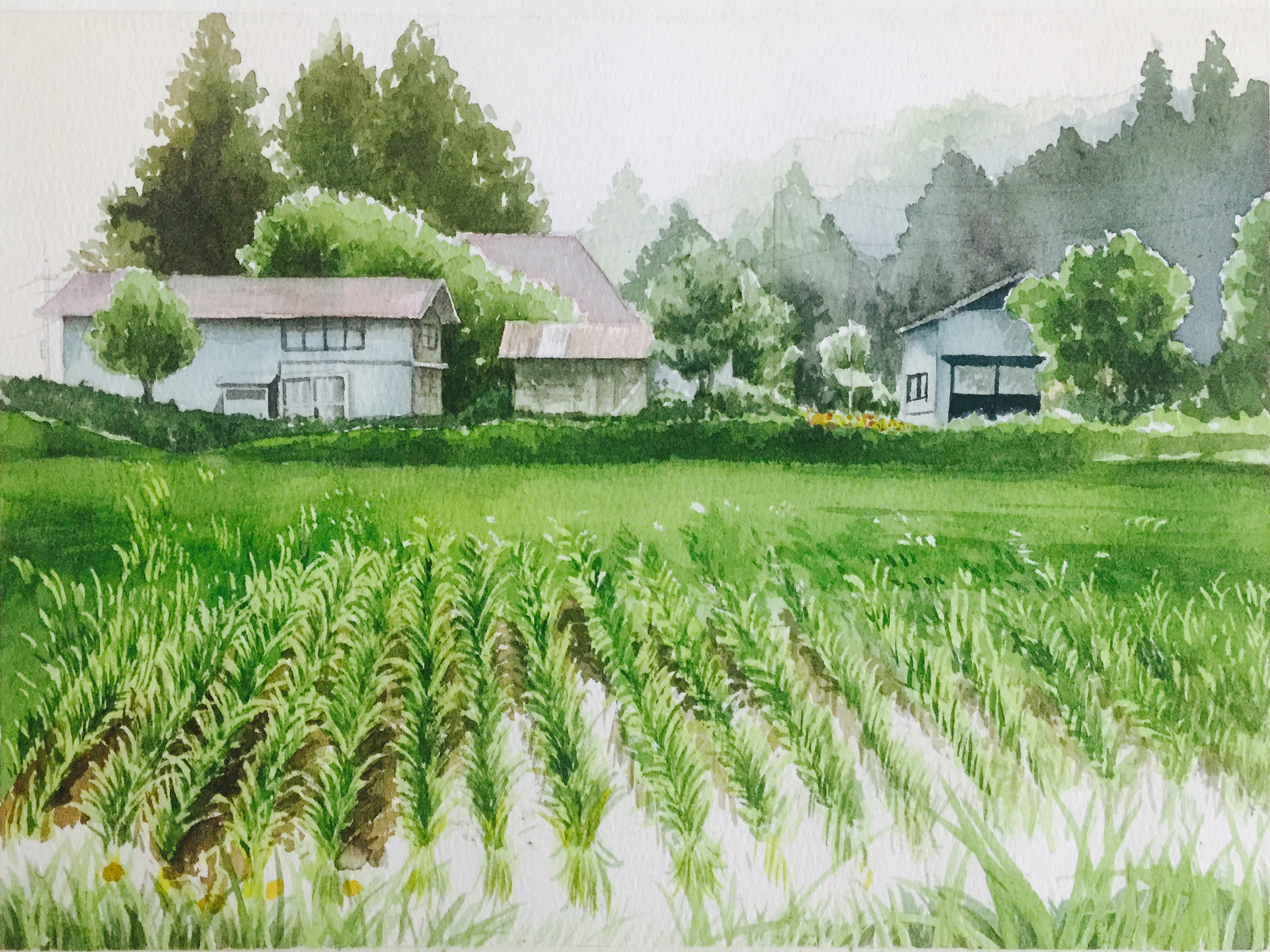 稻田绘画大全简单漂亮图片