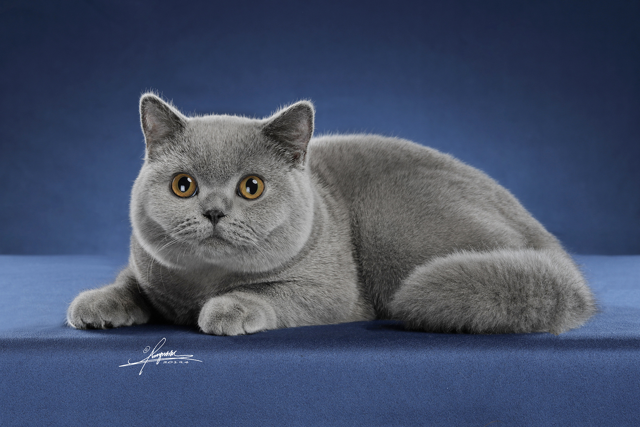 英国短毛猫