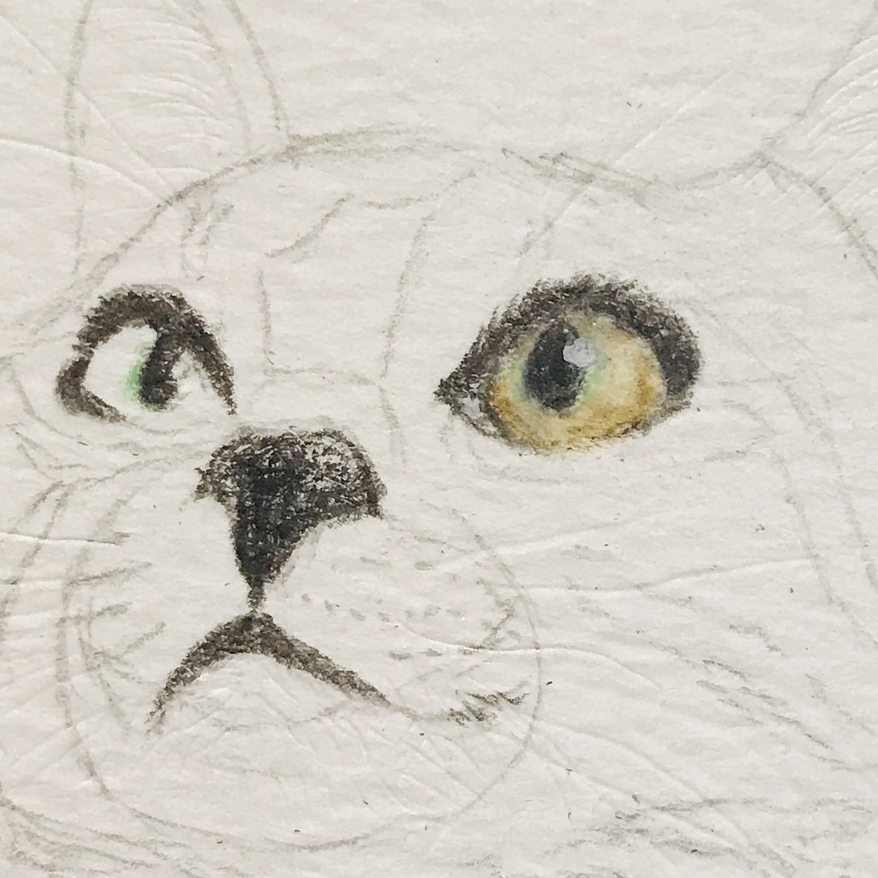 彩铅手绘 | 自带围脖的狸花猫,附过程图