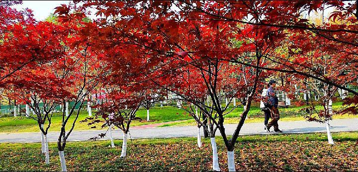 公園（個人主頁-ZNjM0NzMyODg=） - 風(fēng)光攝影 - 站酷設(shè)計師心靜福深原創(chuàng)素材 - 站酷ZCOOL