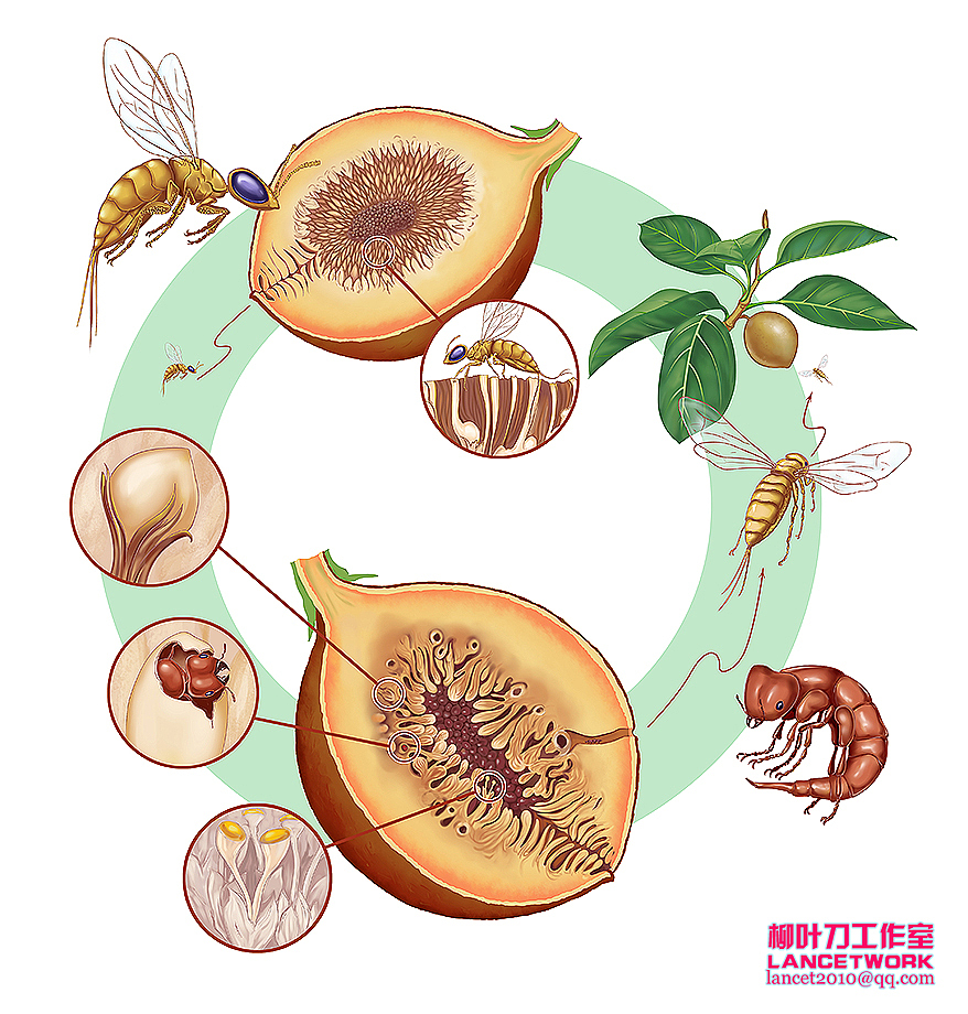 动植物插画小品