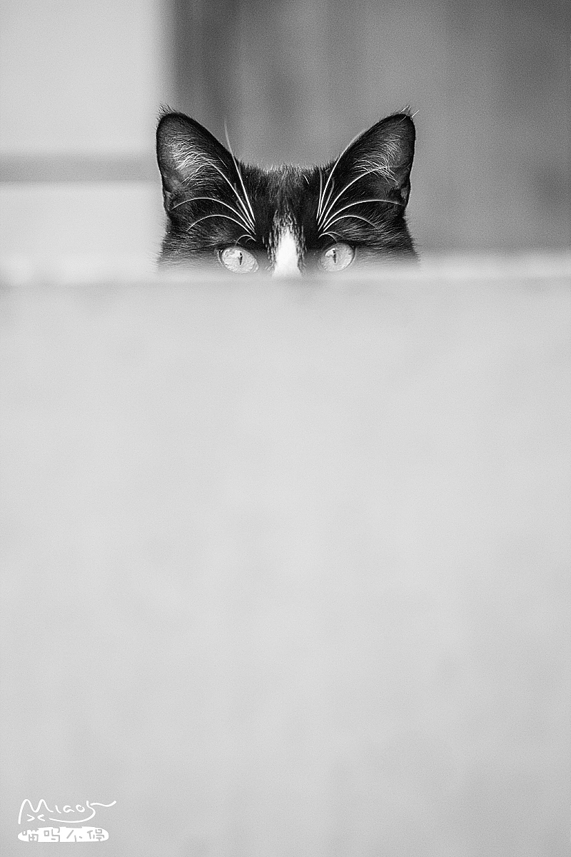 黑白光影世界里的喵星人~