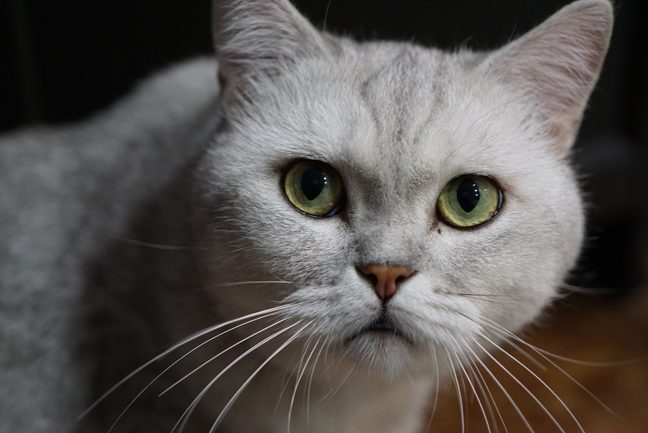 黑暗中的小猫咪