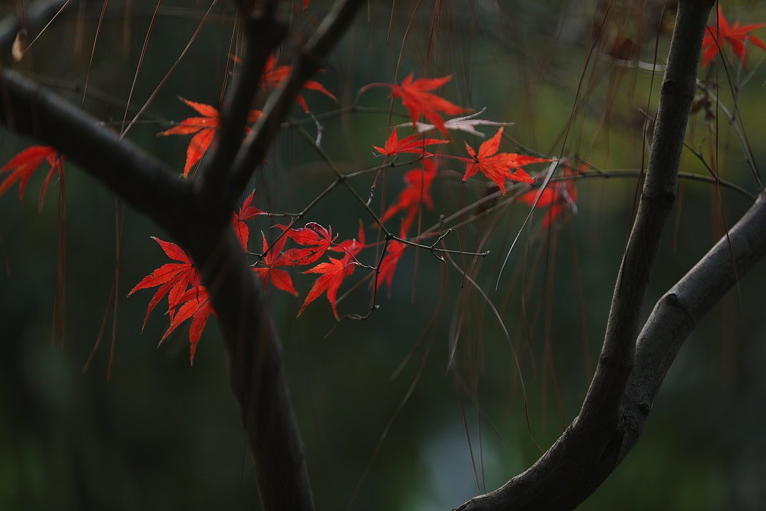 花脉花艺工作室