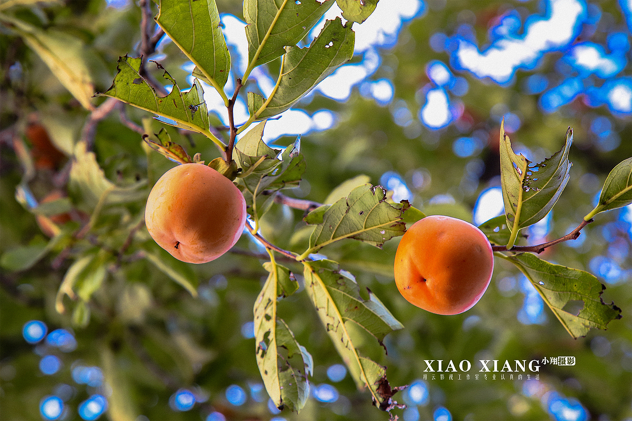 蔡节红叶（图ZOTM5OTM5MjQ=） - 风光摄影 - 站酷设计师lixiangpeng1122原创素材 - 站酷ZCOOL