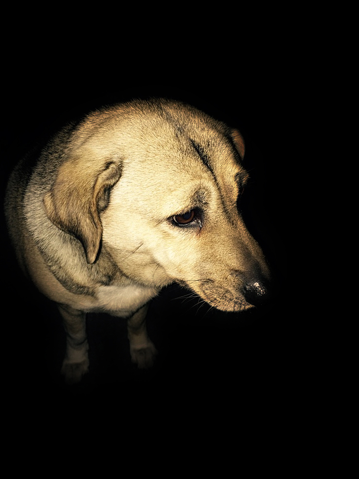 喵~（图ZMjU2MDk3NDQ=） - 宠物摄影 - 站酷设计师yuanzing原创素材 - 站酷ZCOOL