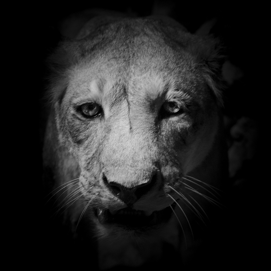 动物肖像黑白纪实摄影