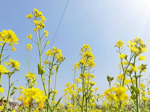 油菜花（个人主页-ZNTg1NTI1NzY=） - 风光摄影 - 站酷设计师风立原创素材 - 站酷ZCOOL