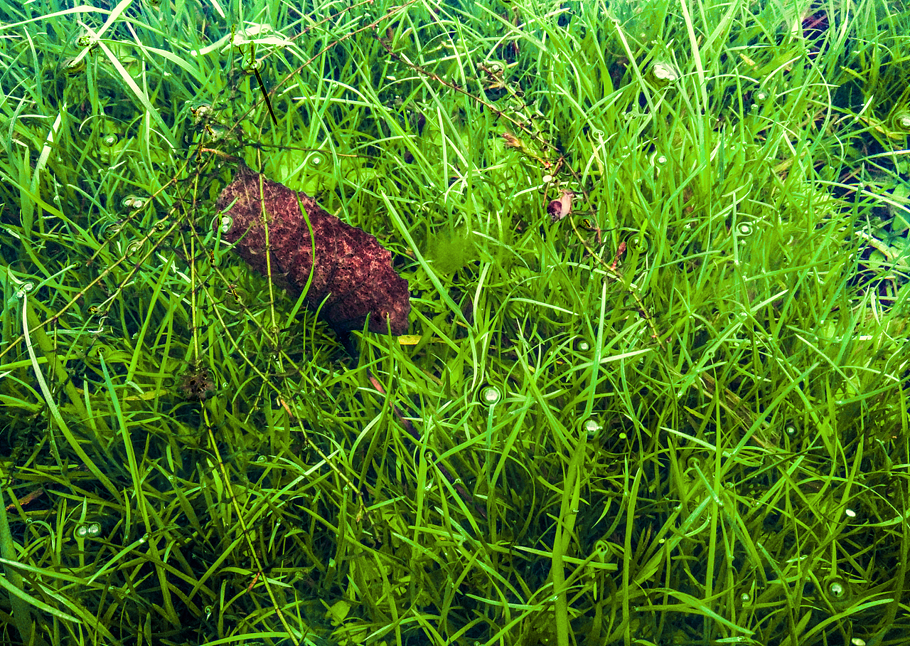 Green in the water（图ZODUwODA0NjQ=） - 风光摄影 - 站酷设计师symmails原创素材 - 站酷ZCOOL