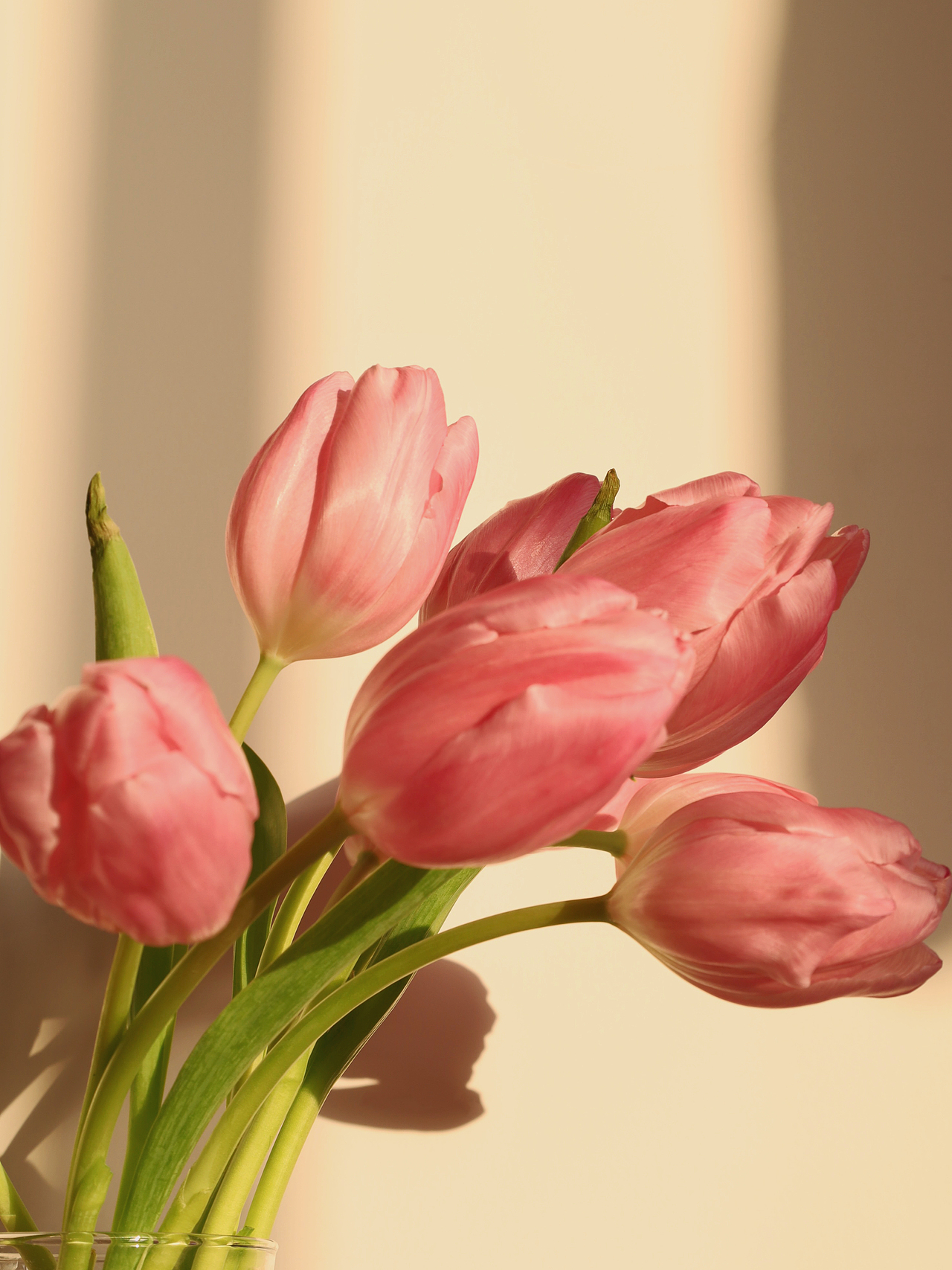 2023居家鲜花拍摄~01郁金香