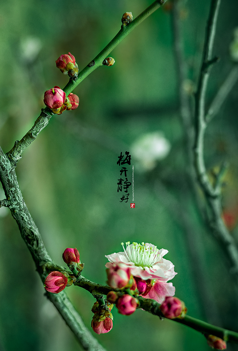 南京梅花山一游（图ZMjU1OTQ2ODg=） - 风光摄影 - 站酷设计师jiangyixiao原创素材 - 站酷ZCOOL