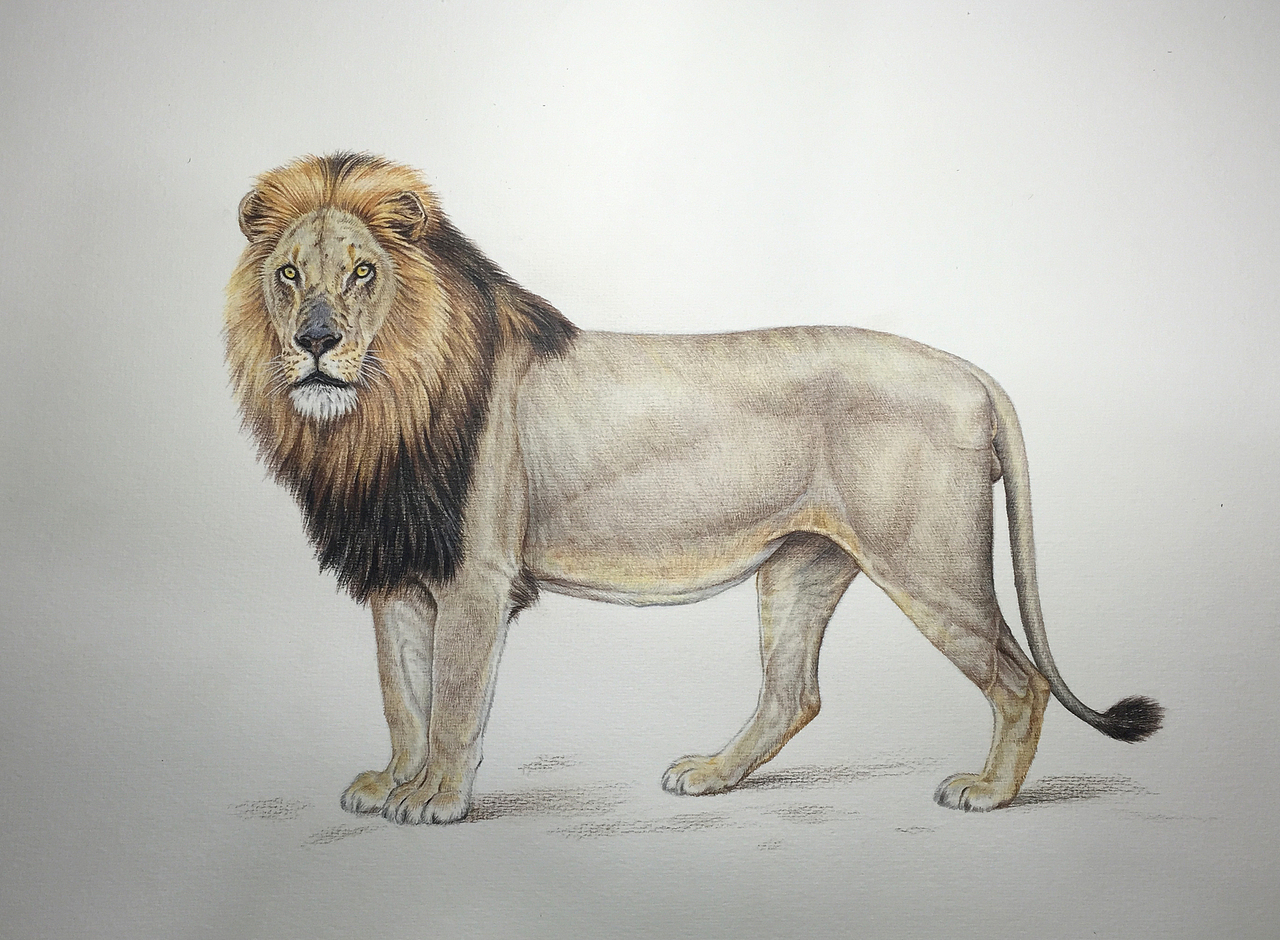 彩绘疤鼻保卫者雄狮联盟成员之一